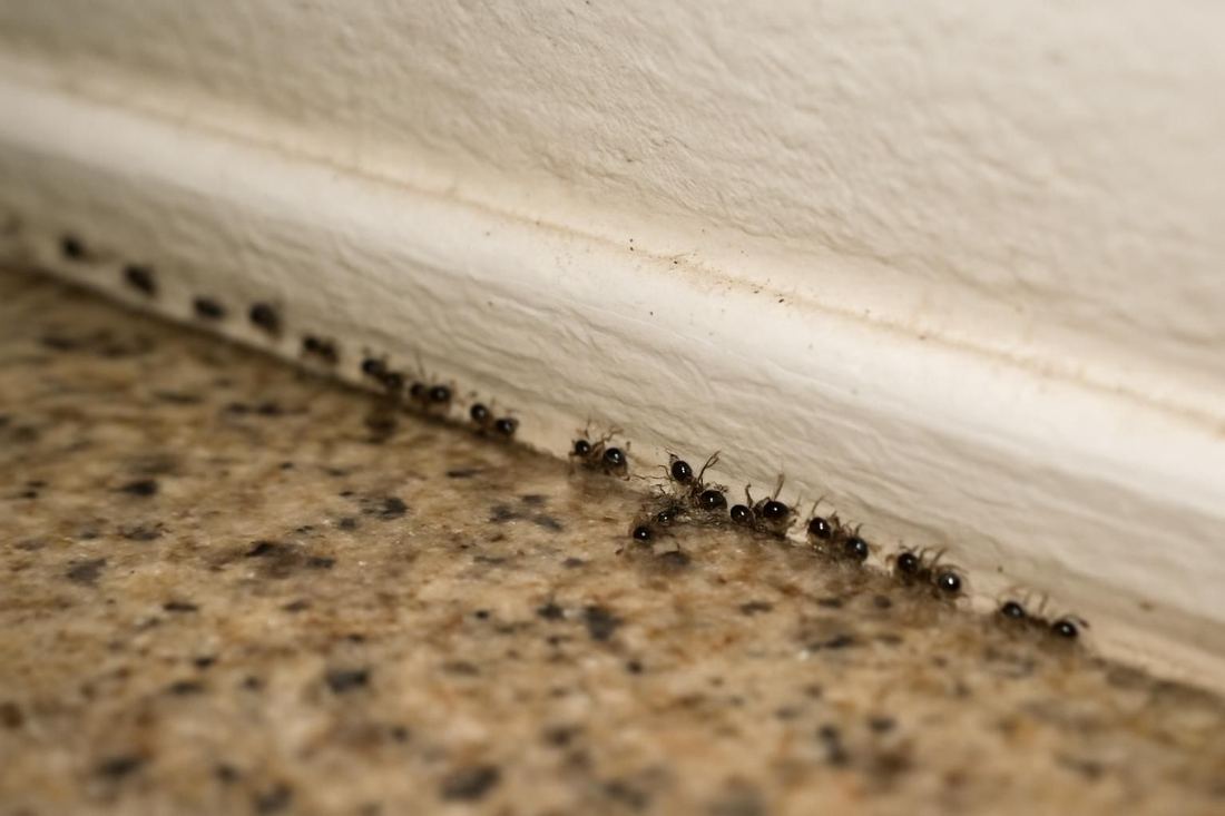 A magnifier over a home baseboard where an ant trail enters through a gap, North Hollywood
