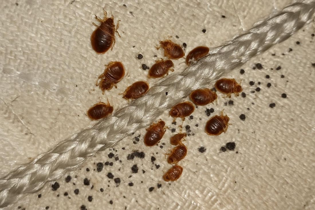 A close inspection of a mattress seam where bed bugs hide, North Hollywood