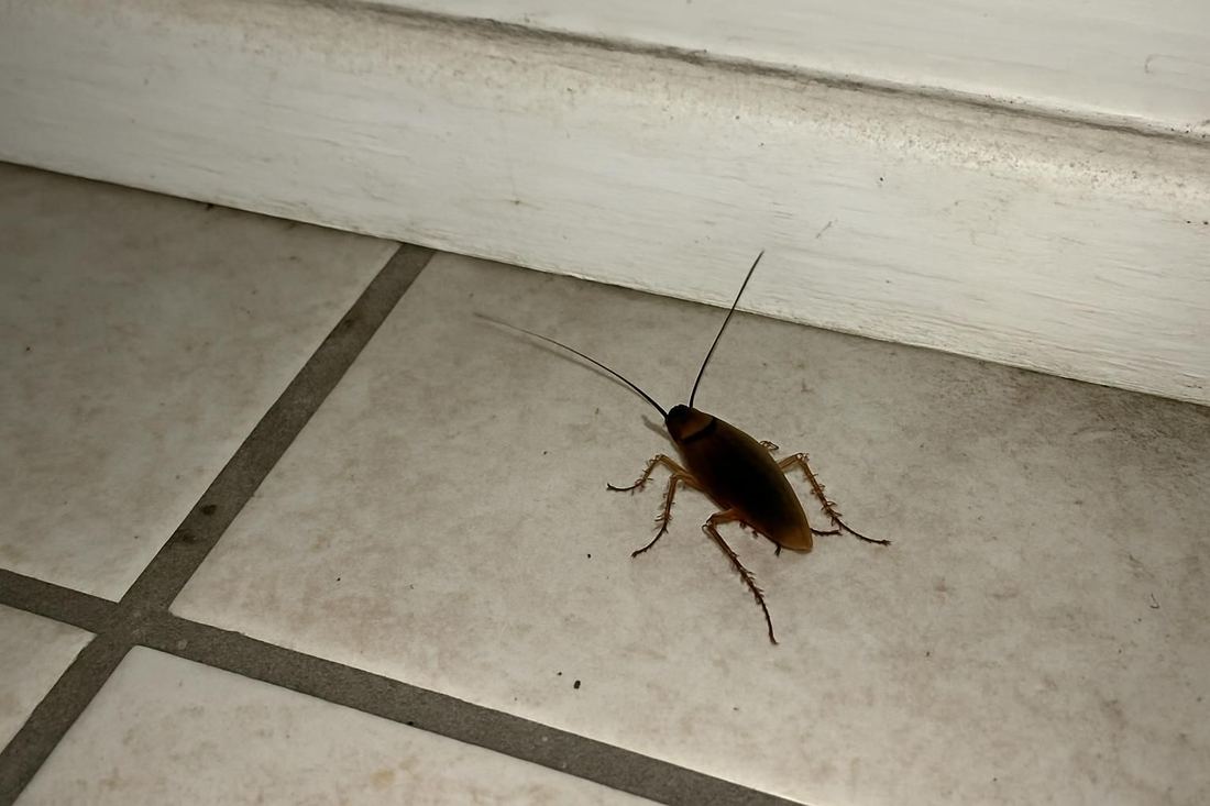 A close inspection of a kitchen baseboard gap where cockroaches hide, North Hollywood