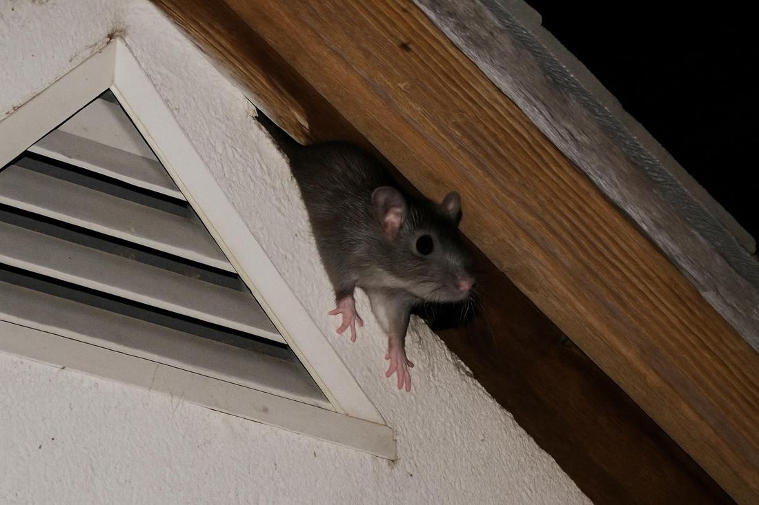 A close inspection of a roofline gap where roof rats enter an attic, North Hollywood