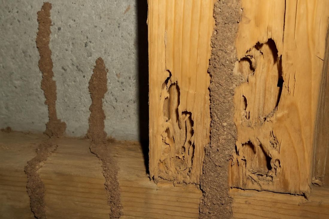 A close inspection of wood framing for termite mud tubes and damage, North Hollywood