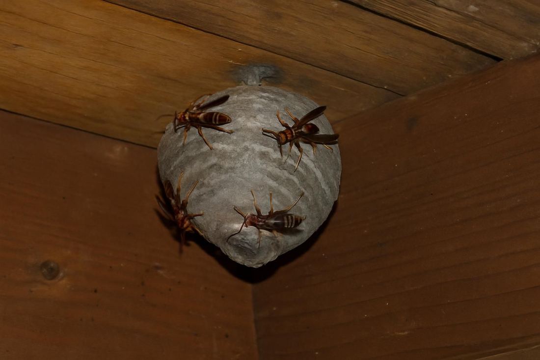 A close inspection of a wasp nest under a roof eave, North Hollywood